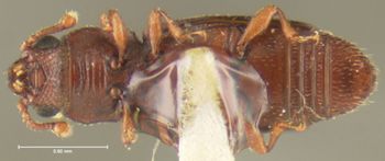 Media type: image;   Entomology 24488 Aspect: habitus ventral view